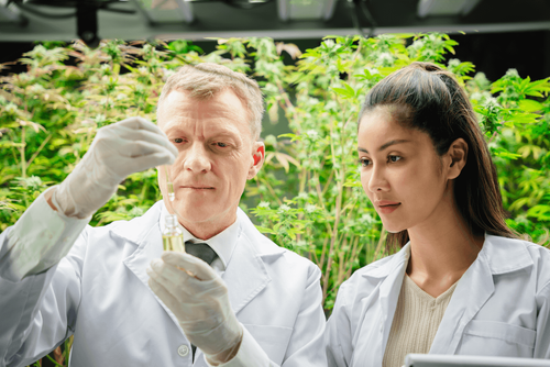 Sistema Endocanabinoide: O que É e Como Funciona