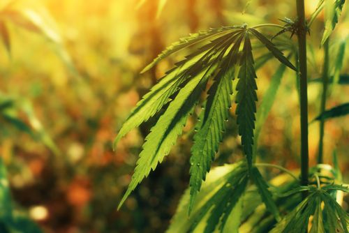Como a reclassificação da maconha nos Estados Unidos pode acelerar a pesquisa médica