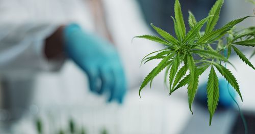UFPB aprova projeto de educação em saúde para combater desinformação sobre cannabis medicinal