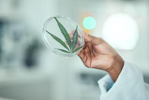Fórmulas Magistrais e Cannabis Medicinal no Brasil: Regulamentação atual