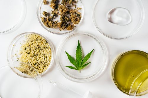 Cannabis Medicinal: Biodisponibilidade e eficácia terapêutica
