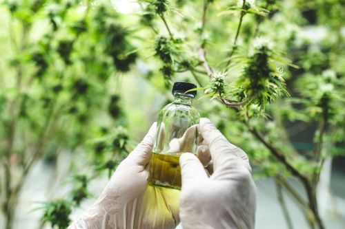 Canabidiol e dependência: O CBD é seguro para uso contínuo?