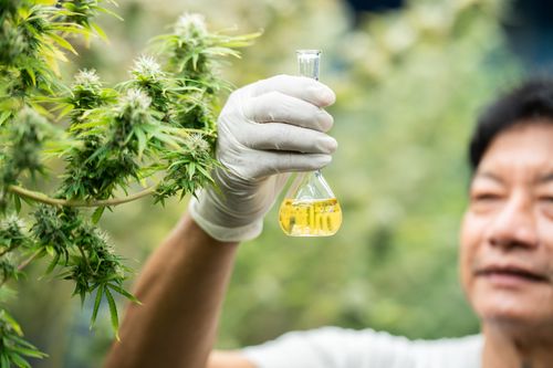 CBD: 10 Dúvidas Frequentes sobre Canabidiol Respondidas