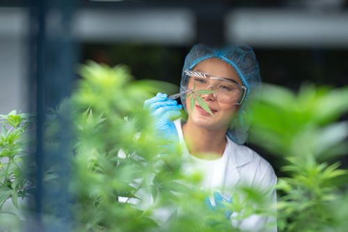 Cannabis Medicinal: 20 Doenças Que Podem Ser Tratadas