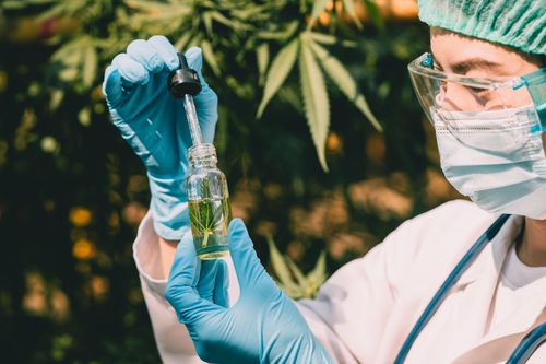 Quem pode comprar cannabis medicinal no Brasil? Guia de aquisição e importação