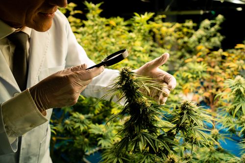 Efeitos Colaterais da Cannabis Medicinal: Guia Completo