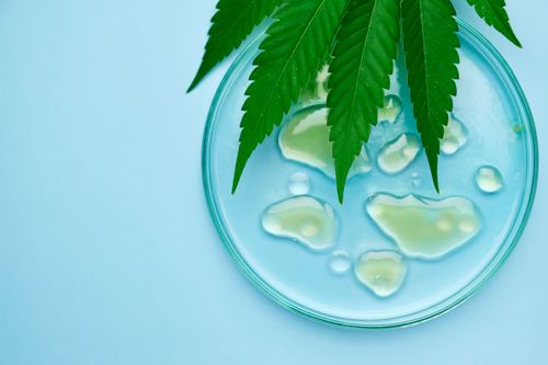 Composição Química da Cannabis: Os 565 Compostos Naturais e Seus Benefícios