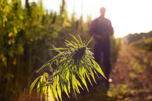 Mercado de Cannabis Medicinal nos EUA: Crescimento, empresas líderes e desafios regulatórios