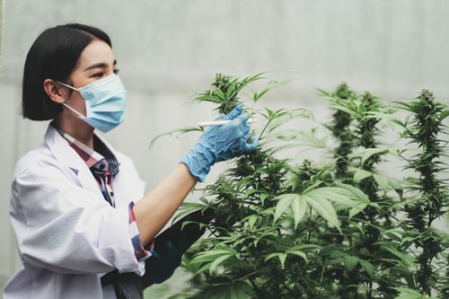 O papel das associações no acesso à cannabis medicinal e na produção de conhecimento científico