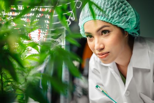 A história do primeiro medicamento à base de cannabis aprovado no Brasil