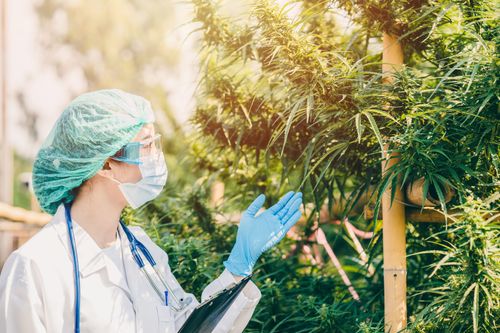 Por que o Brasil está falando cada vez mais sobre cannabis medicinal