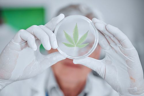 Uso medicinal do CBD: O que muda com a revisão da RDC 327/2019