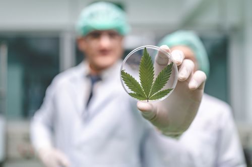 Efeito entourage da cannabis: como ele modula o humor e promove bem-estar