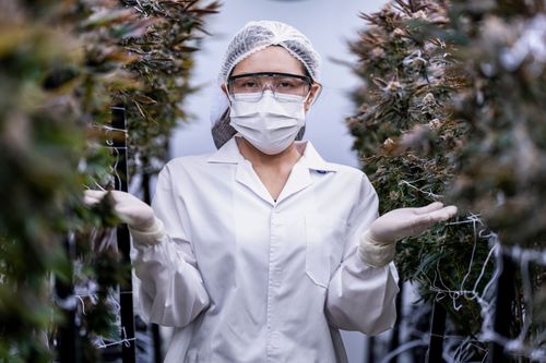 Cannabis Medicinal para o bem-estar: uma nova aliada do equilíbrio físico e mental