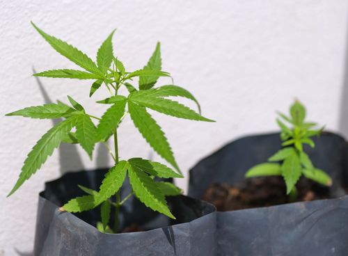 Decisão do TJ-RJ garante salvo-conduto para cultivo de Cannabis medicinal