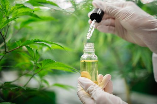 Santa Catarina lança cartilha pioneira sobre Cannabis medicinal 
