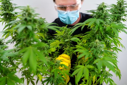 Decisão inédita do TJRN garante habeas corpus coletivo para uso de cannabis medicinal