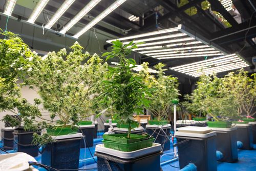 Cannabis vaporizada no tratamento da enxaqueca: resultados do primeiro estudo duplo-cego