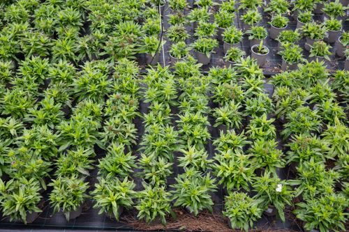 Cannabis como solução para captura de carbono e inovação sustentável