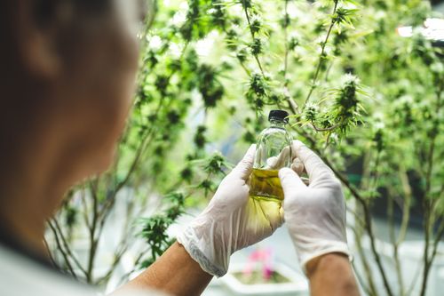 TJRJ divulga revisão sobre uso de medicamentos com cannabis no tratamento do TDAH