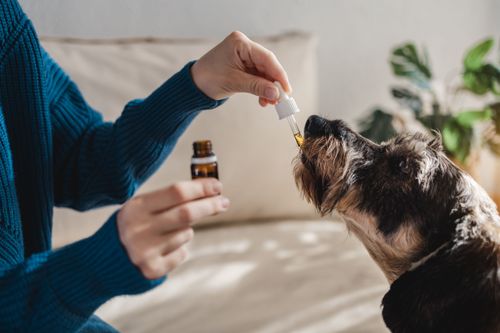 O uso da cannabis medicinal em animais: avanços, aplicações e cuidados essenciais