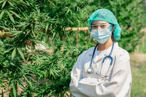 Cannabis no Brasil: a importância de um marco regulatório