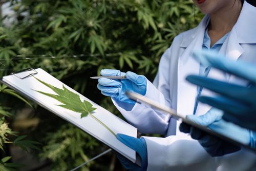 O que a ciência realmente comprovou sobre a Cannabis Medicinal? Estudo do JAMA atualiza o debate