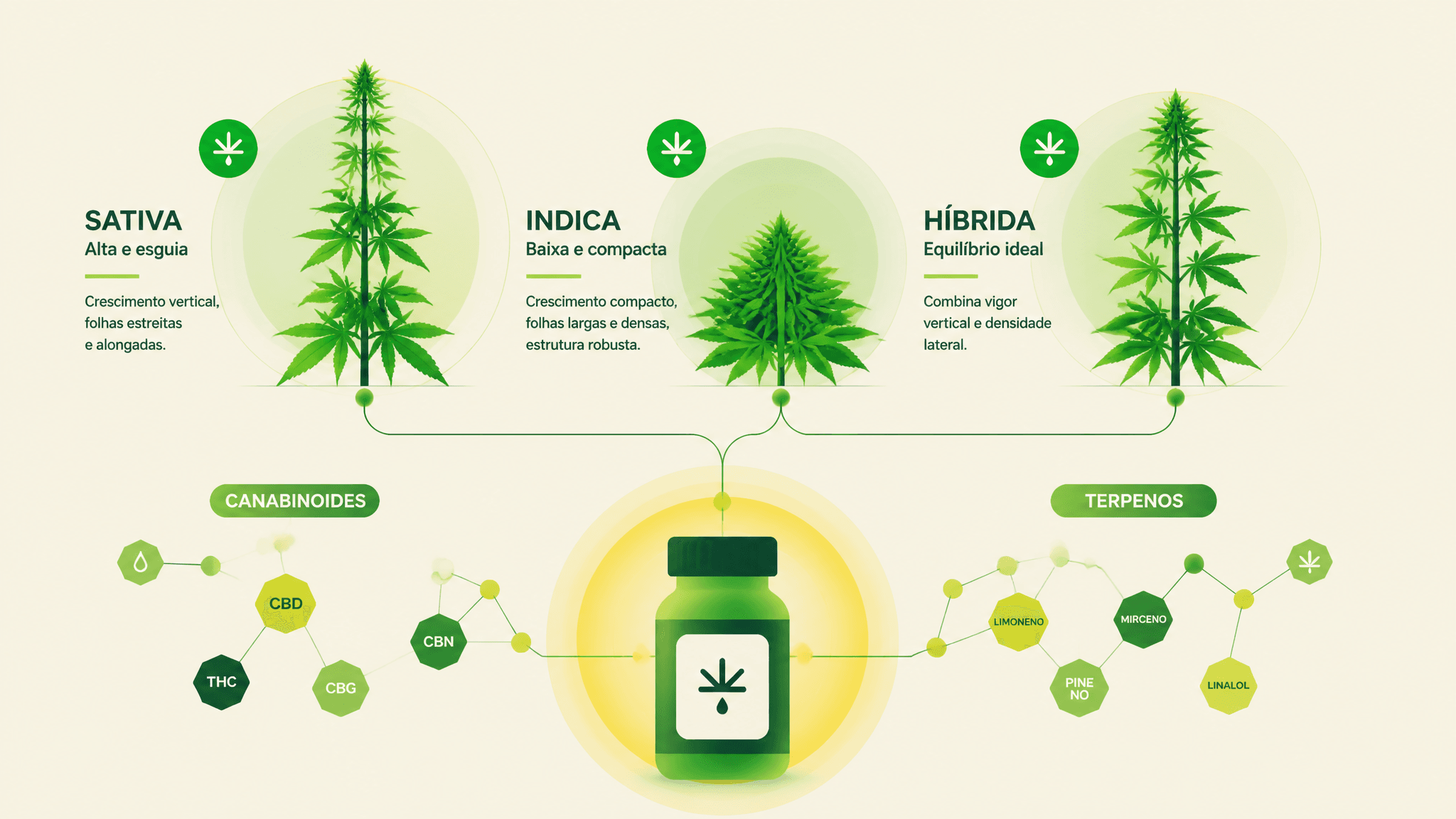 Diferença entre CBD Sintético e CBD Natural