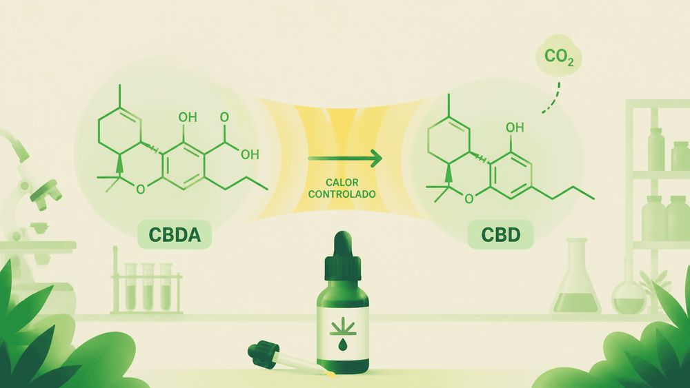 CBDA: para que serve o precursor do canabidiol?
