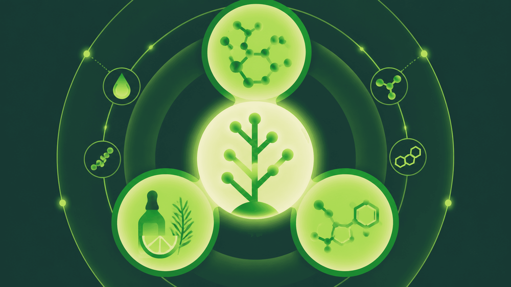 Composição Química da Cannabis: Os 565 Compostos Naturais e Seus Benefícios