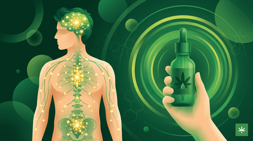 CBD e Saúde Masculina: Como o Sistema Endocanabinoide Atua na Urologia