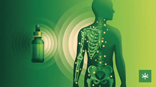 CBD e Osteoporose: O Que a Ciência Revela sobre a Saúde Óssea