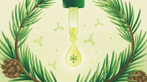 Pineno da cannabis: o que é e para que serve?